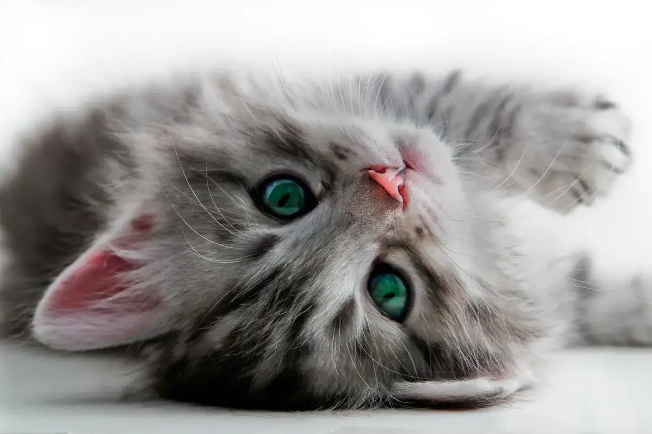 Un adorable chaton gris aux yeux verts émeraude, nommé Grisou, se repose sur le dos, prêt à jouer.