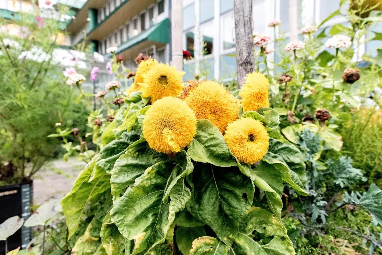 En grupp fluffiga, gula solrosor lyser upp en grönskande trädgård. Det är härligt att odla solrosor!