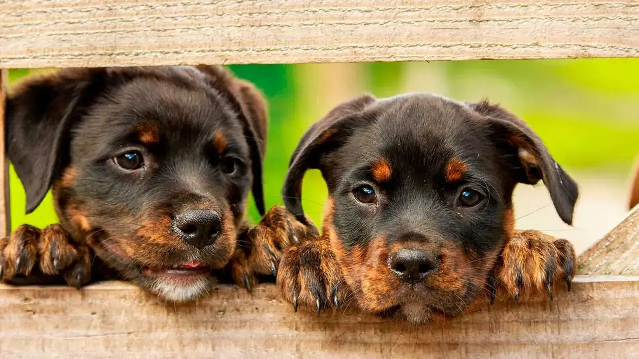 Dos cachorros Rottweiler asoman por una valla de madera. ¿Te preguntas cuanto cuesta adoptar un perro?