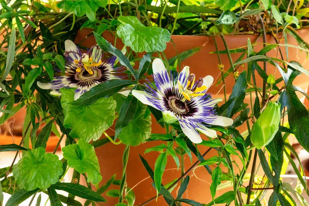Tv&aring; vackra passionsfrukt blommor med lila och vita kronblad, omgivna av gr&ouml;na blad och en gr&ouml;n knopp.