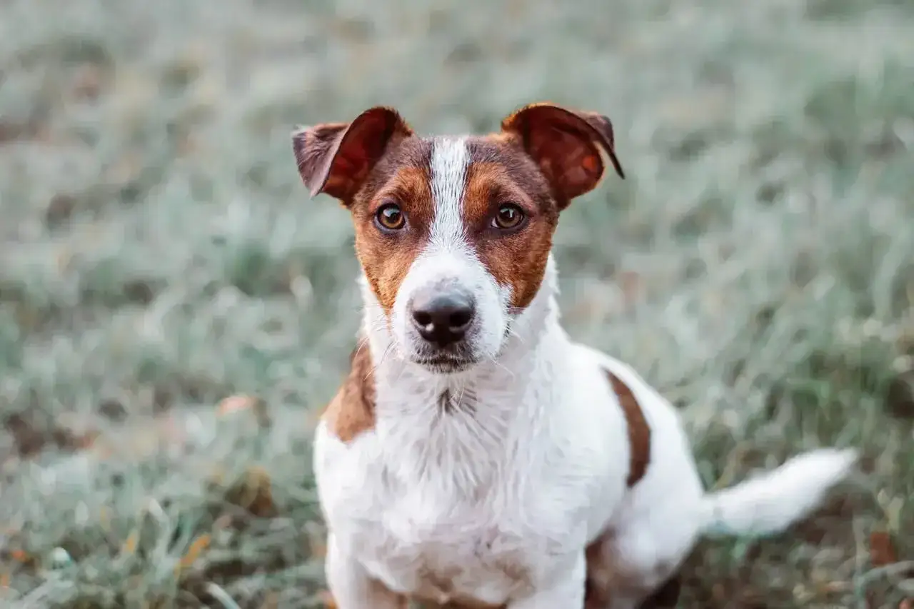 Uważny terier jack russell z brązowymi łatami na białej sierści siedzi na trawie.