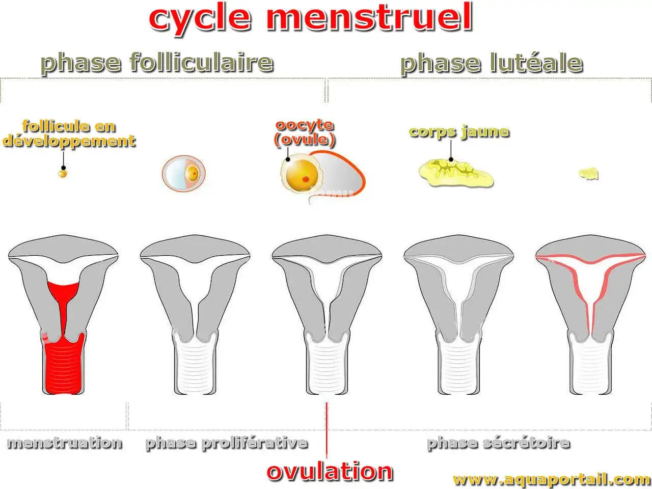 Le cycle menstruel : phase folliculaire, ovulation, puis phase lut&eacute;ale avec le corps jaune. L'endom&egrave;tre &eacute;volue.