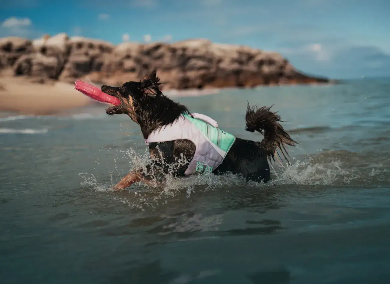 Szczęśliwy pies w kamizelce ratunkowej łapie różowy frisbee na plaży dla psów.