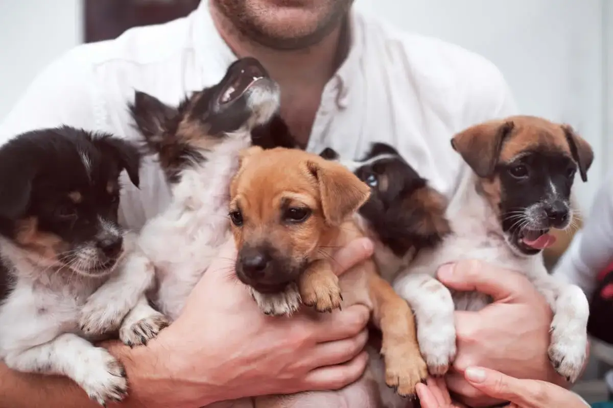 Un hombre abraza a cinco cachorros. Aprender como cuidar a un cachorro es esencial para su bienestar.