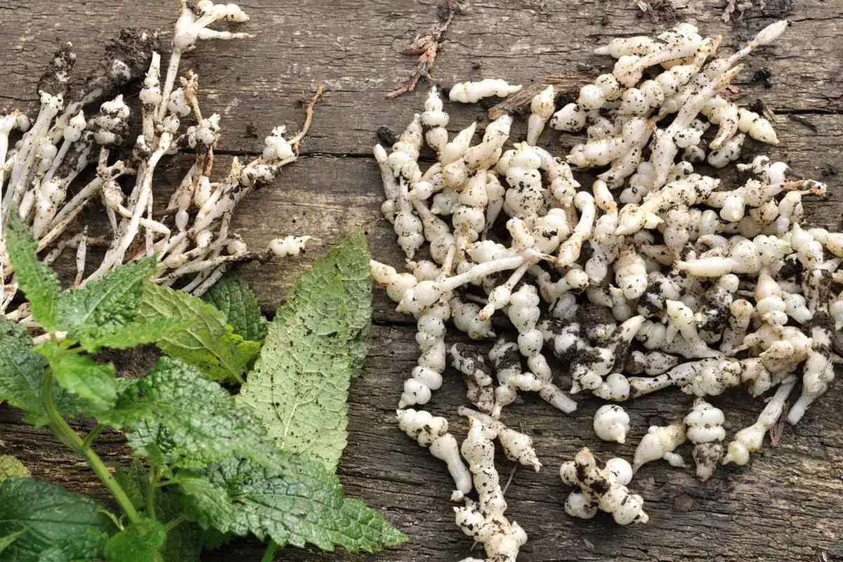 Racines de crosnes fraîchement récoltées, prêtes pour la culture ou la cuisine. Ces tubercules blancs et noueux sont un délice.