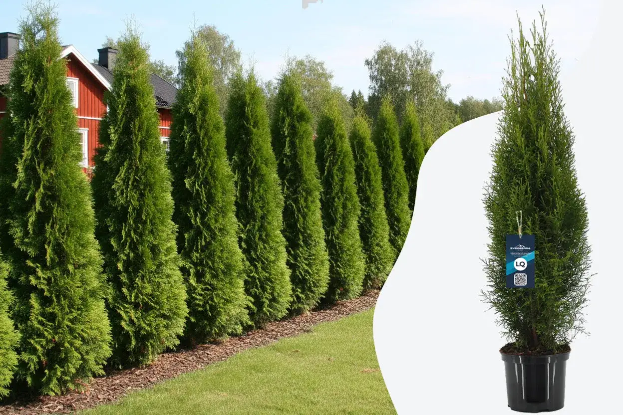 En rad gröna thuja-träd framför ett rött hus. En thuja i kruka till höger visar hur man kan plantera thuja för en vacker häck.