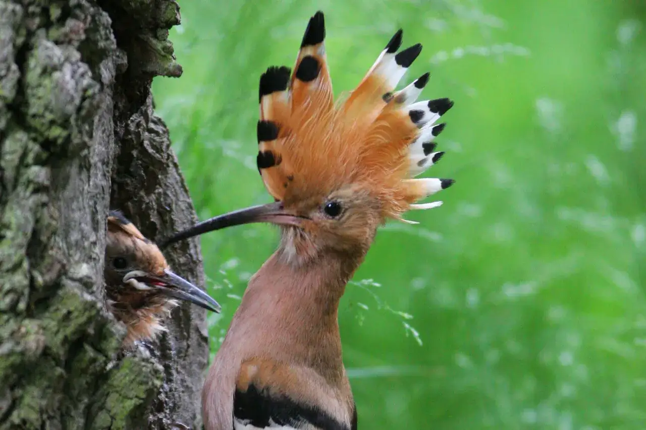 Ein stolzer Wiedehopf-Vogel mit seiner Federkrone blickt aus einem Baumloch, während ein Jungvogel neugierig herausschaut.