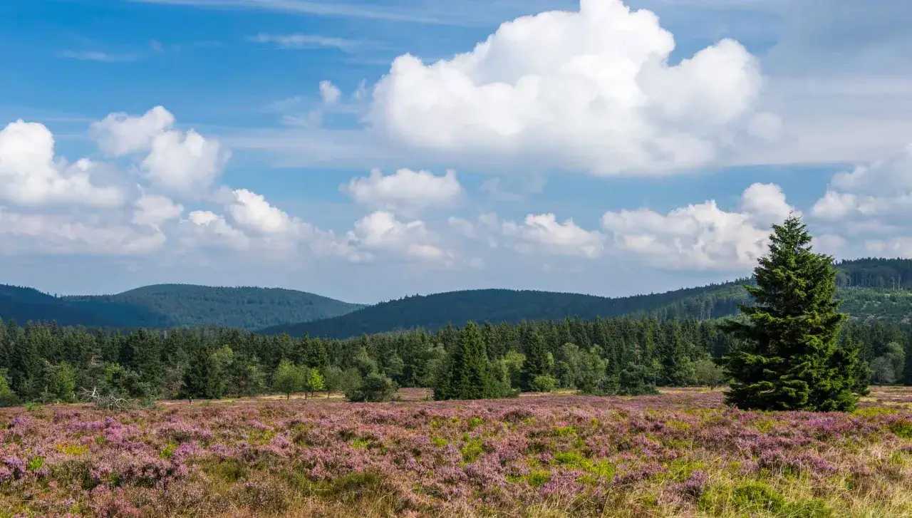 Ein einsamer Wanderer genießt die Aussicht auf blühendes Heidekraut und Nadelwälder am Kahler Asten.