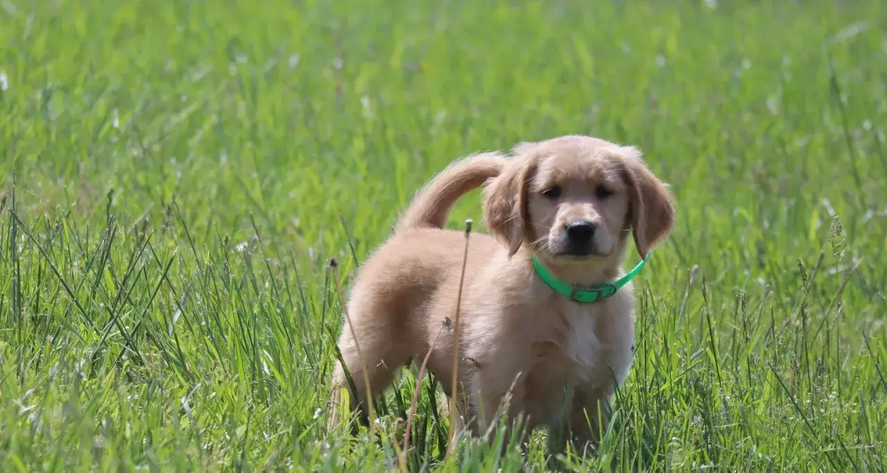Uroczy szczeniak golden retriever w zielonej obroży stoi w trawie. Idealny moment, by zastanowić się, kiedy wydawać szczeniaki.