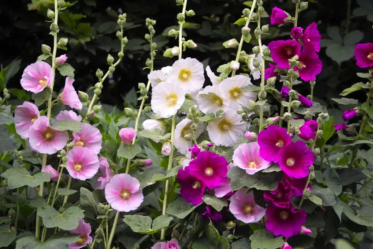 Bunte Stockrosen bl&uuml;hen in Rosa, Wei&szlig; und Pink. Die Aussaat dieser Blumen verspricht einen farbenfrohen Sommer.