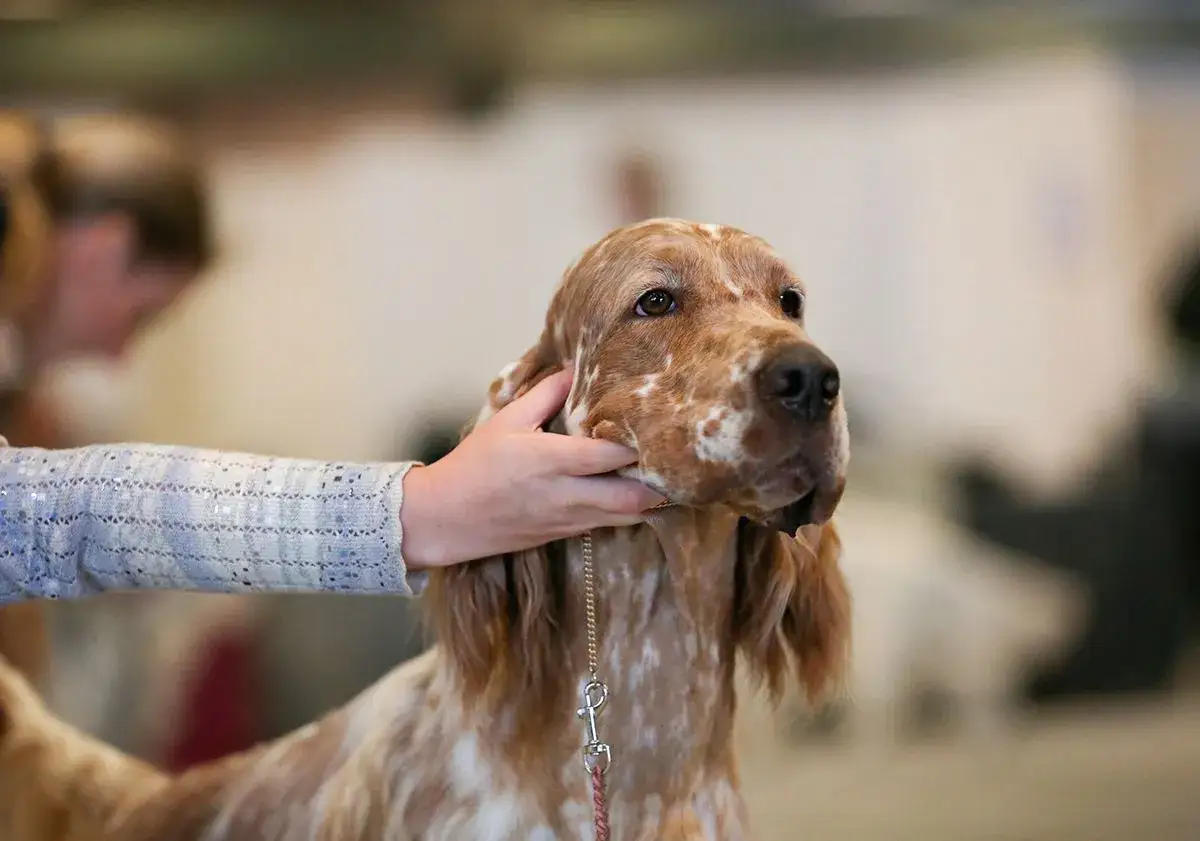 Un setter anglais lemon, au pelage tachet&eacute;, est caress&eacute; par une main.