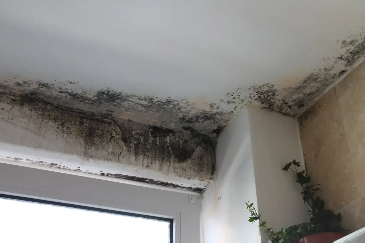 Moisissure envahissante au plafond et aux murs, justifiant une lettre pour quitter son logement sans préavis.