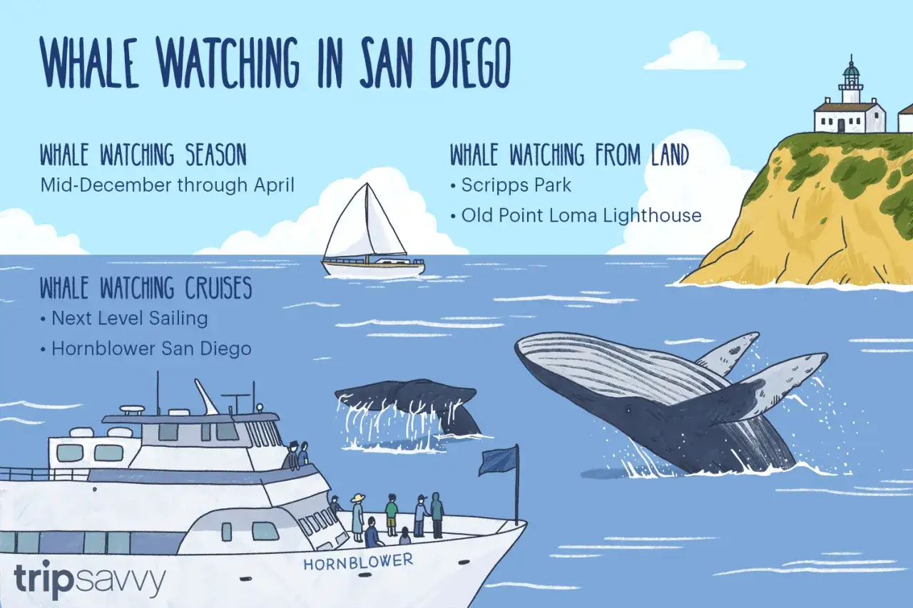 San Diego: Wale sehen von Dezember bis April. Von Land bei Scripps Park oder Old Point Loma Lighthouse. Mit Booten von Hornblower.