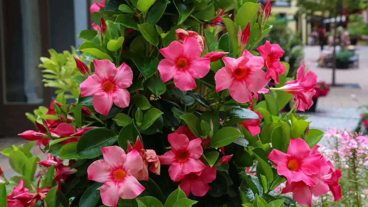 Kwiaty mandevilla na balkonie, w otoczeniu zielonych liści, tworzą barwną ozdobę.