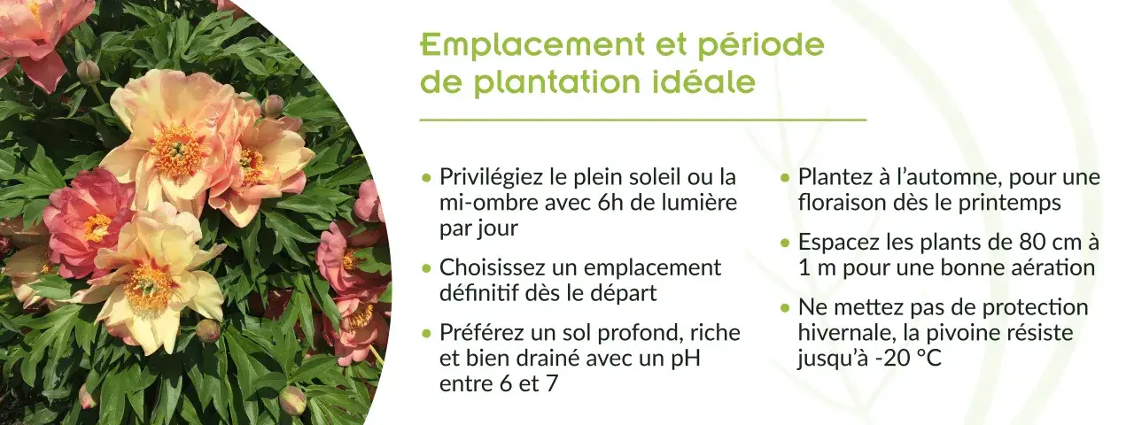 Gros plan sur de magnifiques pivoines roses et jaunes. Conseils pour le planter pivoine : soleil, sol drain&eacute;, espacement.