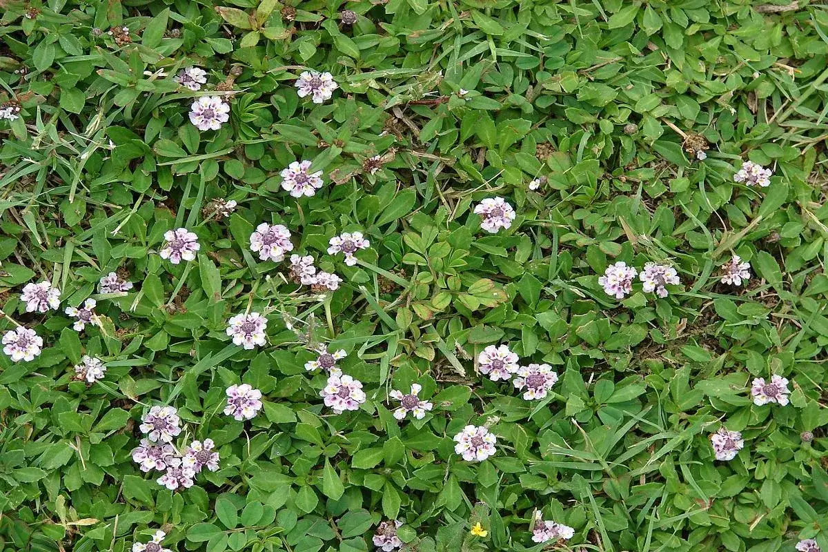 Lippia nodiflora inverno: piccoli fiori bianchi e viola punteggiano il tappeto verde.
