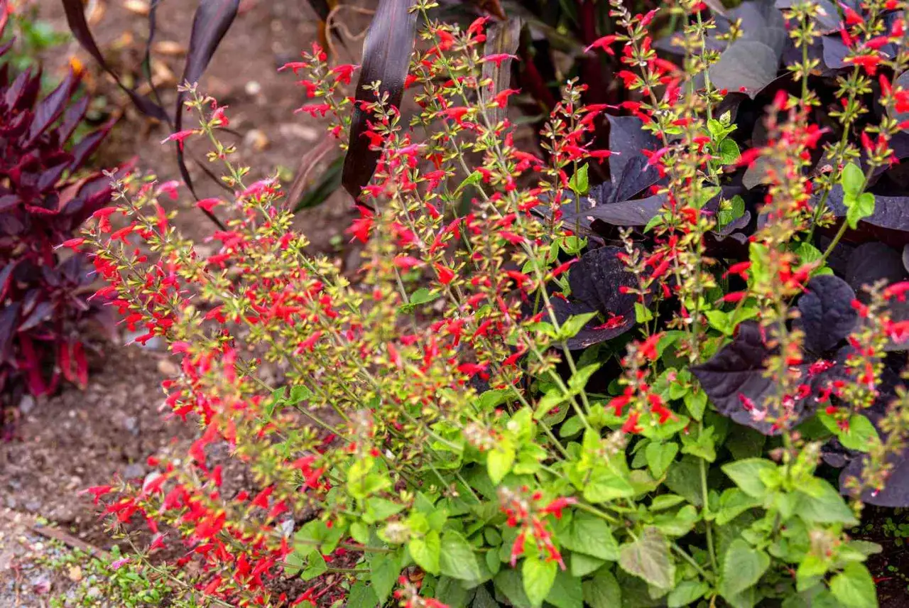 Des tiges de sauge ananas aux fleurs rouges vives se dressent au-dessus de feuillages sombres et verts.