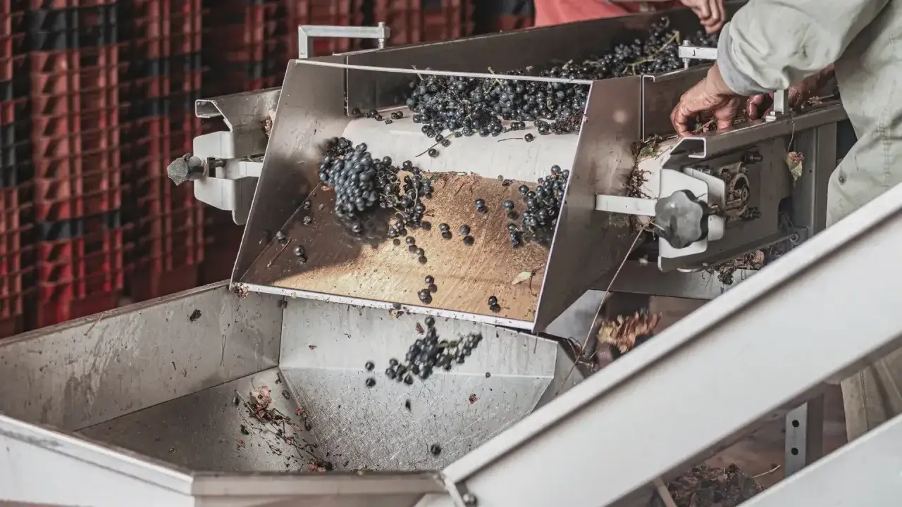 Uve scure cadono su un nastro trasportatore, un passaggio chiave per la macerazione carbonica per quali vini rossi fruttati e vivaci.