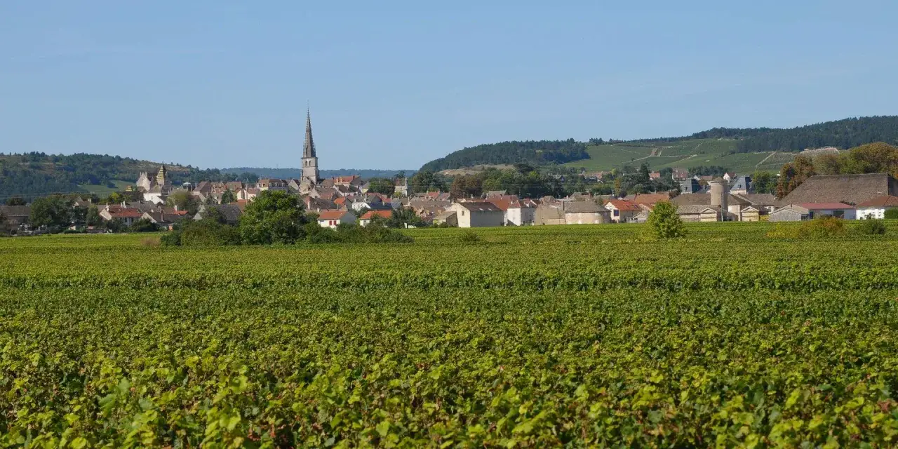 Vignoble de Meursault sous un ciel bleu. Au premier plan, des vignes luxuriantes. Au loin, le village avec son &eacute;glise et ses toits de tuiles.
