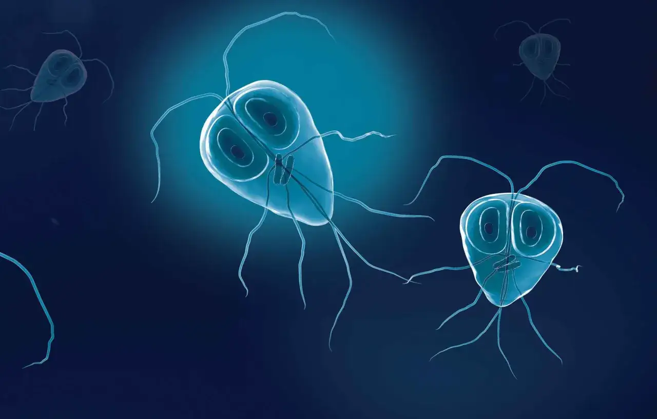 Widok mikroskopowy pasożytów Giardia. Te jednokomórkowe organizmy mogą powodować problemy zdrowotne zarówno u psów, jak i u ludzi.