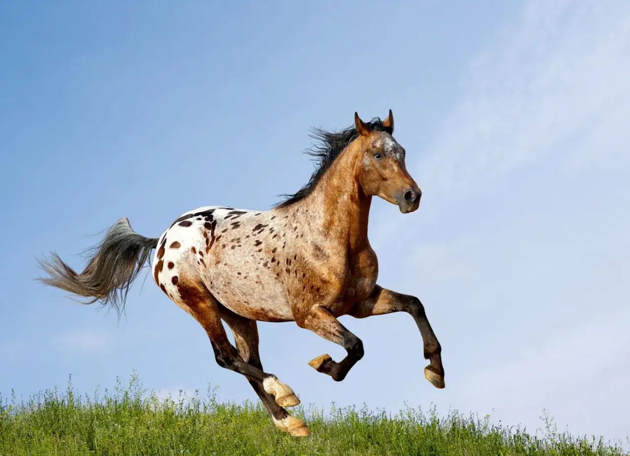 Piękny koń appaloosa galopuje przez zieloną łąkę na tle błękitnego nieba.