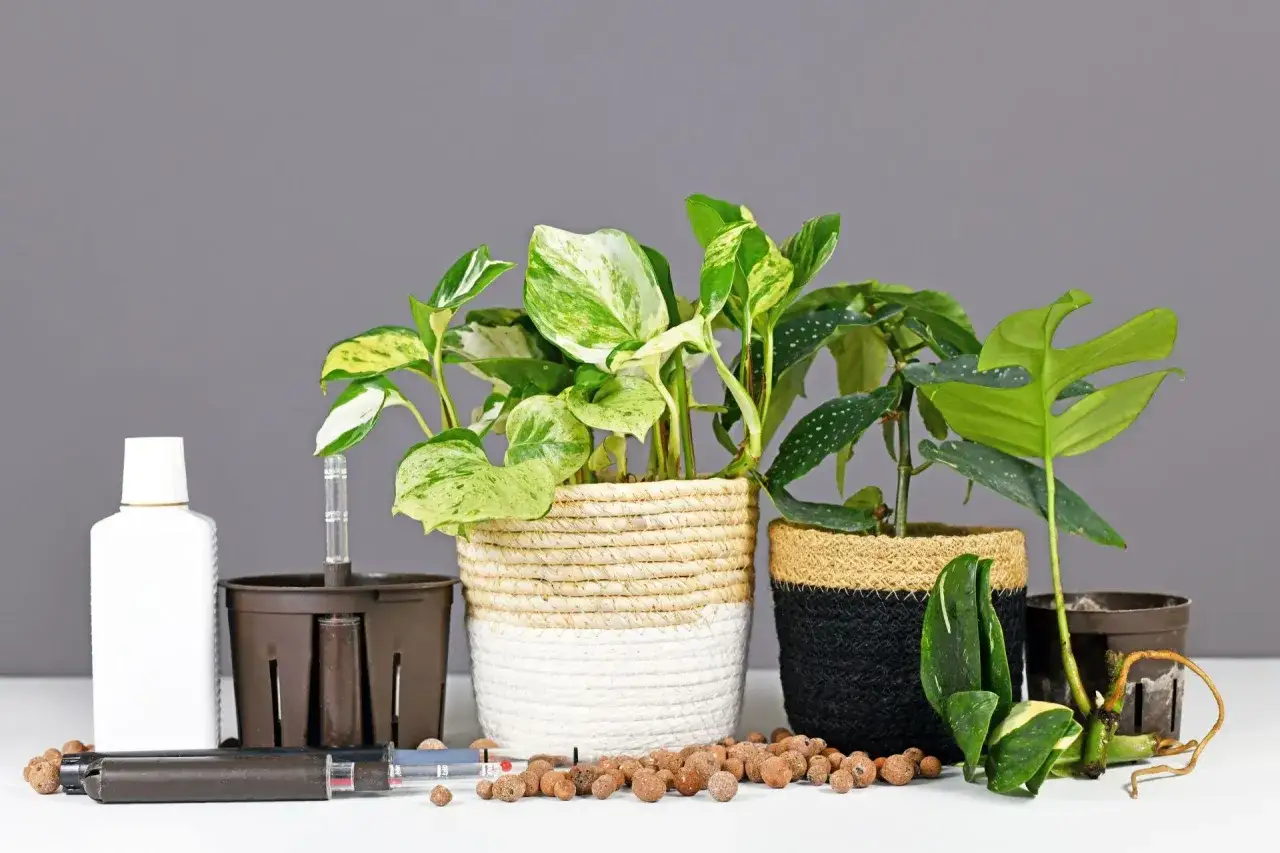 Rośliny do hydroponiki: monstera, filodendron i inne, gotowe do uprawy w doniczkach z wskaźnikiem poziomu wody.