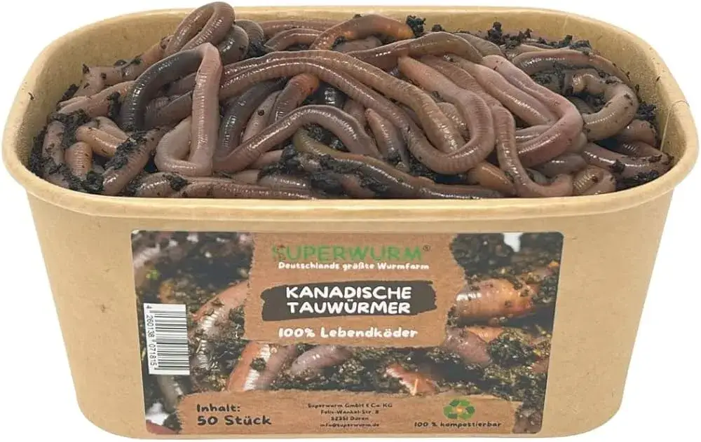 R&oacute;żne gatunki dżdżownic wędkarskich