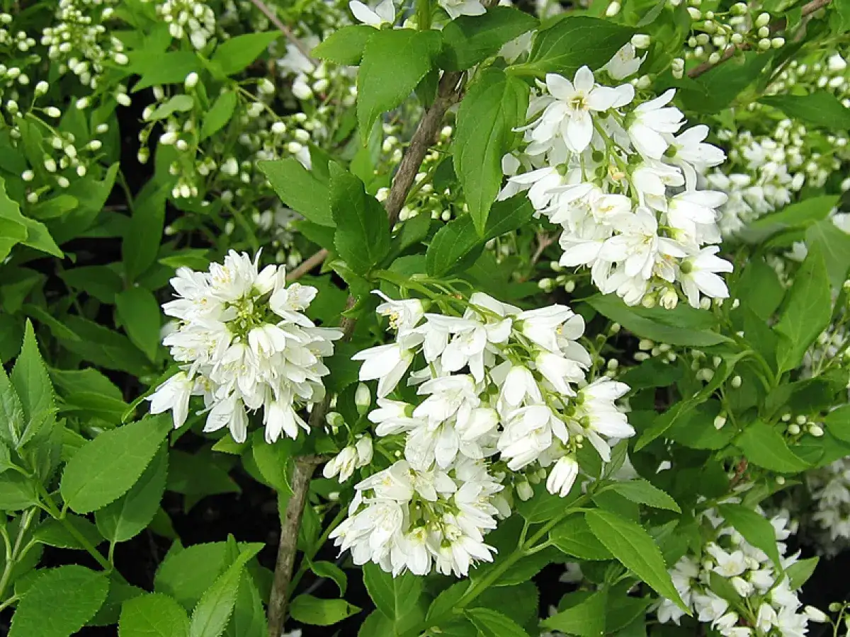 Grappes de fleurs blanches d'un deutzia, dont la hauteur peut surprendre.