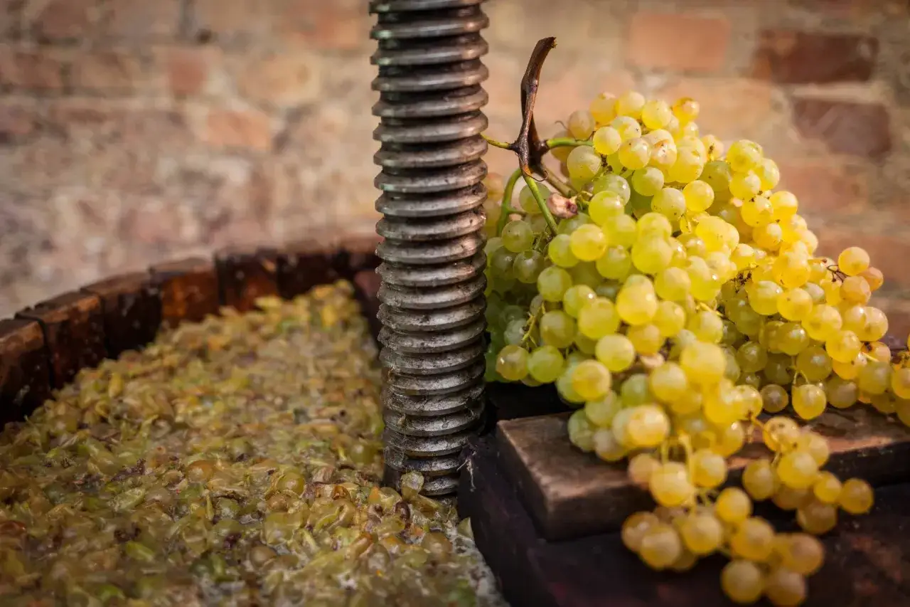 Uva bianca pronta per la pigiatura, un passo fondamentale per capire come si fa il vino. Il mosto già in lavorazione.