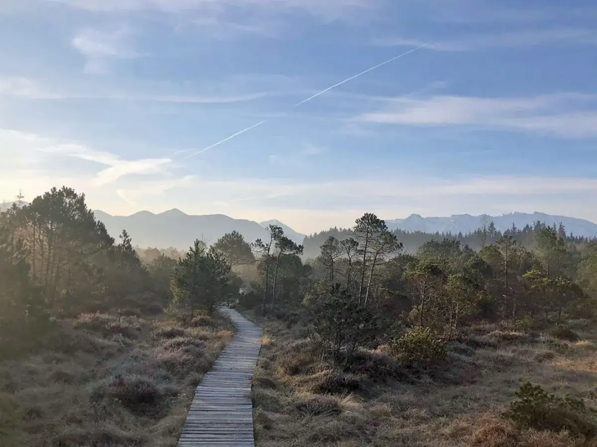 Holzsteg f&uuml;hrt durch das neblige Murnauer Moos, mit B&auml;umen und Bergen im Hintergrund.