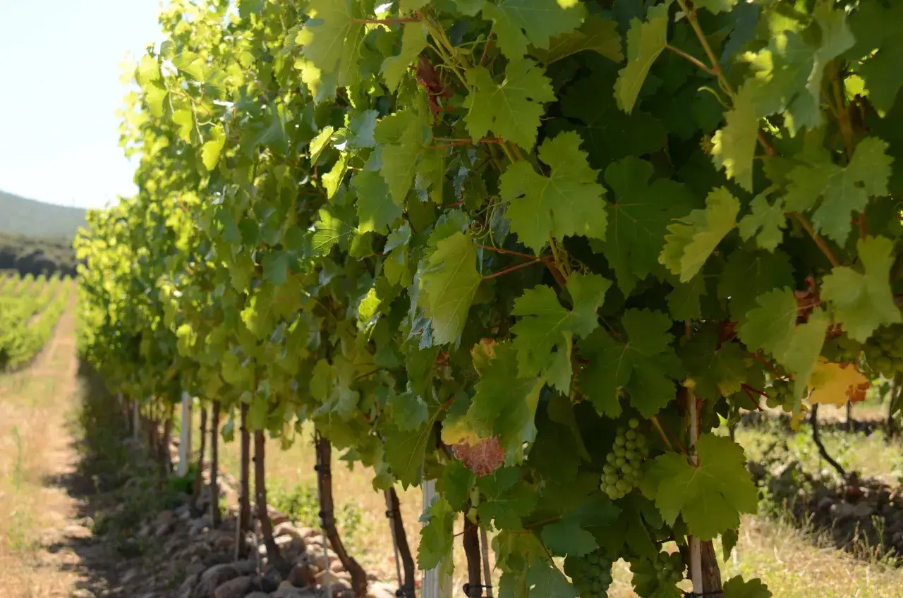 Viñedo español bañado por el sol, promesa de los mejores vinos blancos España. Uvas verdes cuelgan entre hojas exuberantes.