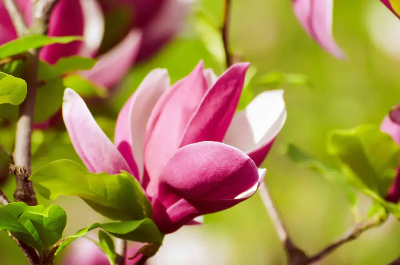 Kwitnąca magnolia w ogrodzie