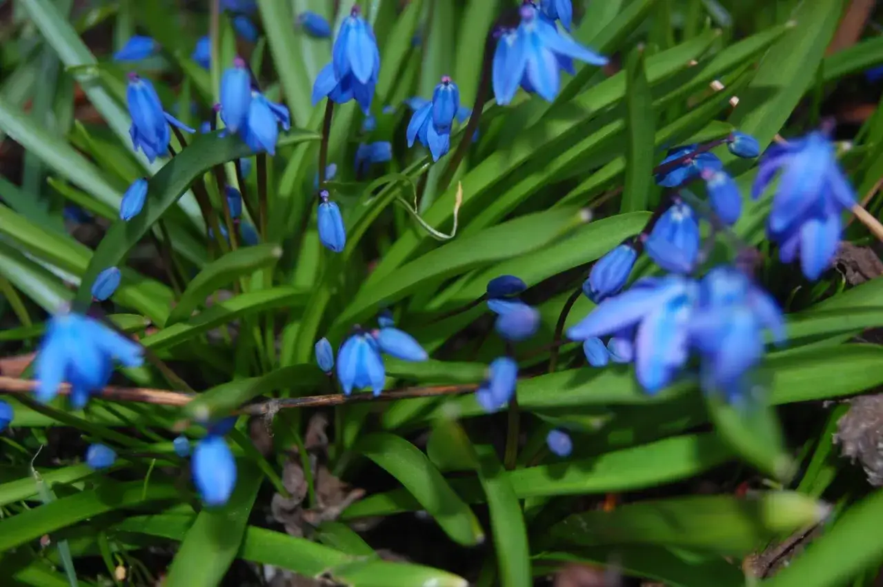 En klunga av bl&aring; scilla blommor str&auml;cker sig mot ljuset, deras kronblad som sm&aring; stj&auml;rnor i det gr&ouml;na.
