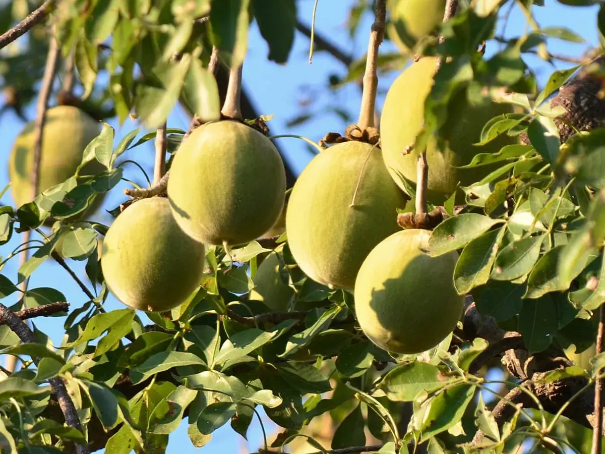 Frutti di baobab pendono dai rami, promettendo le loro incredibili propriet&agrave;.