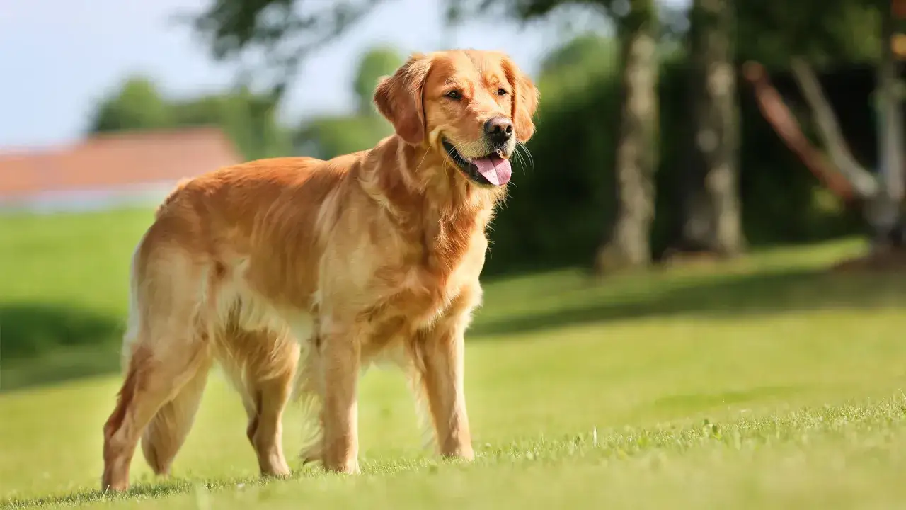 Rudy golden retriever stoi na zielonej trawie, ciesząc się ciepłym dniem.