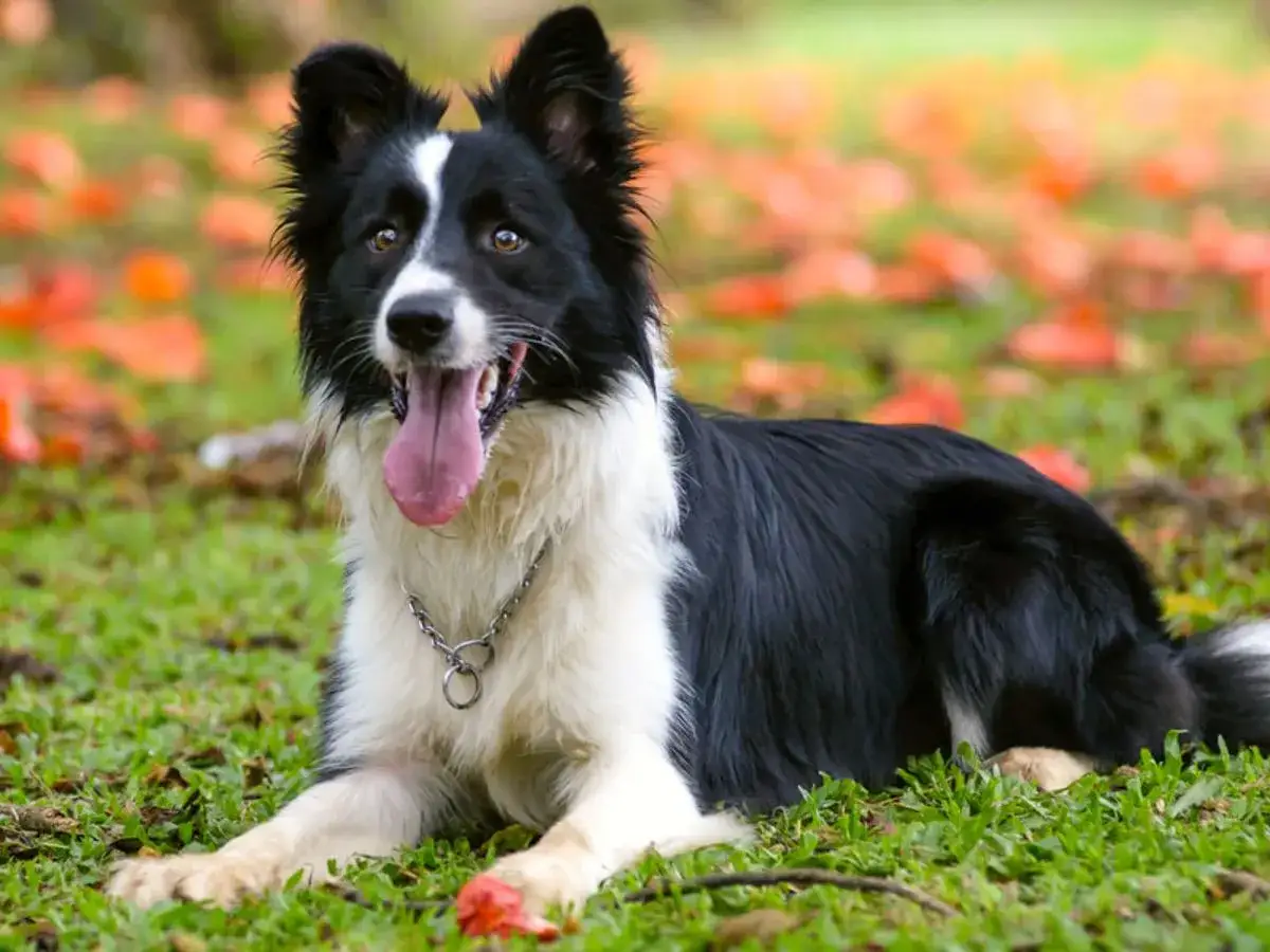 Czarny i biały pies rasy Border Collie, jeden z najpopularniejszych psów, leży na trawie wśród jesiennych liści.