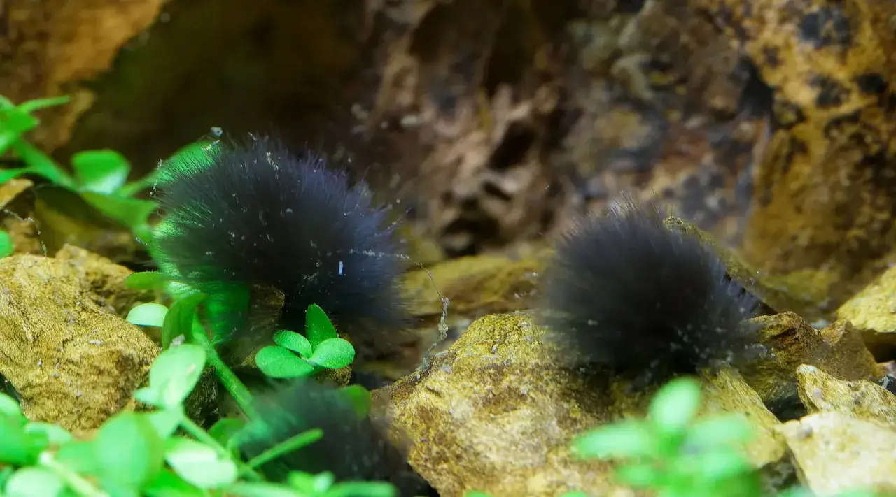 Deux boules d'algue pinceau noires et duveteuses reposent sur des rochers, entour&eacute;es de plantes aquatiques vertes.