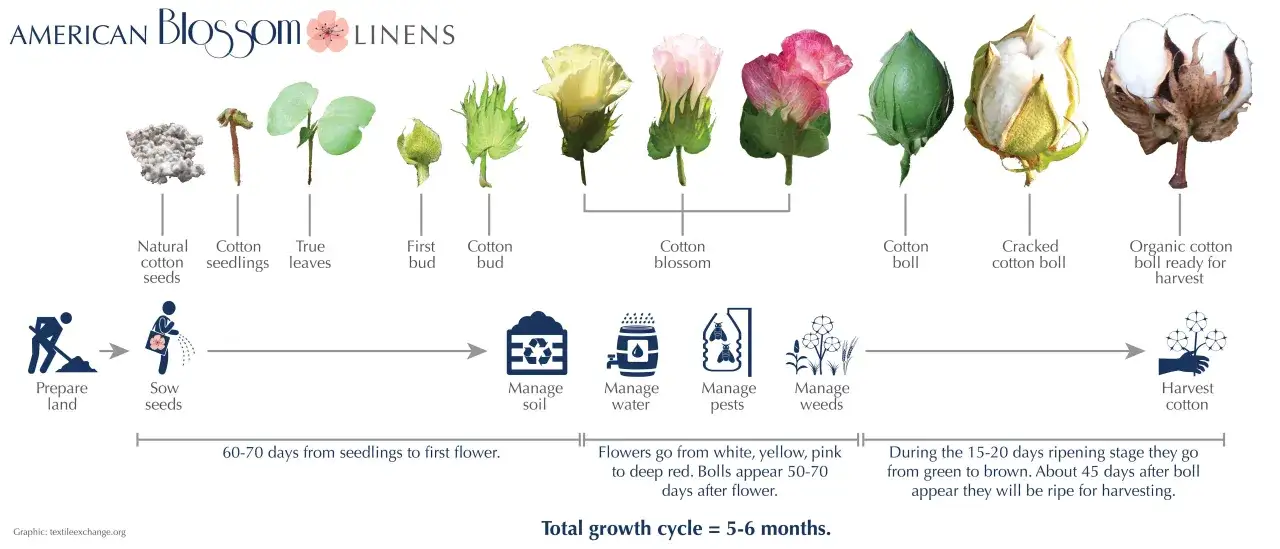 Cotton's journey from seed to harvest, showing stages like seedlings, buds, blossoms, and bolls. This process, where cotton is native to, takes 5-6 months.