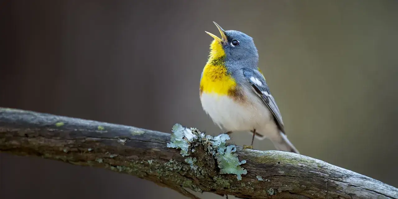 Ein bunter drossel vogel singt auf einem Ast.