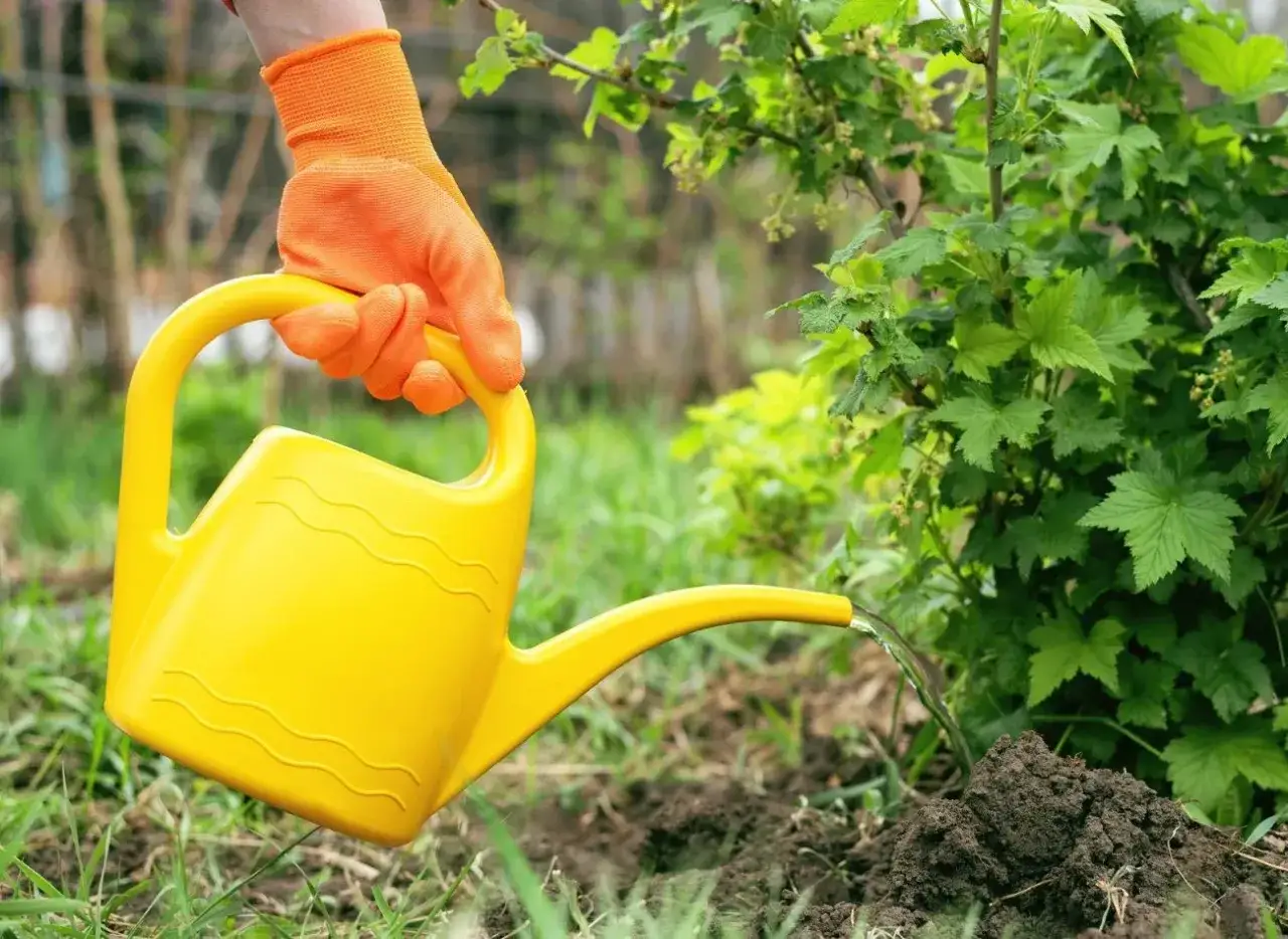 Ręka w pomarańczowej rękawiczce podlewa krzewy z żółtej konewki. Woda zasila glebę, która może być wzbogacona sfermentowanym nawozem z drożdży.