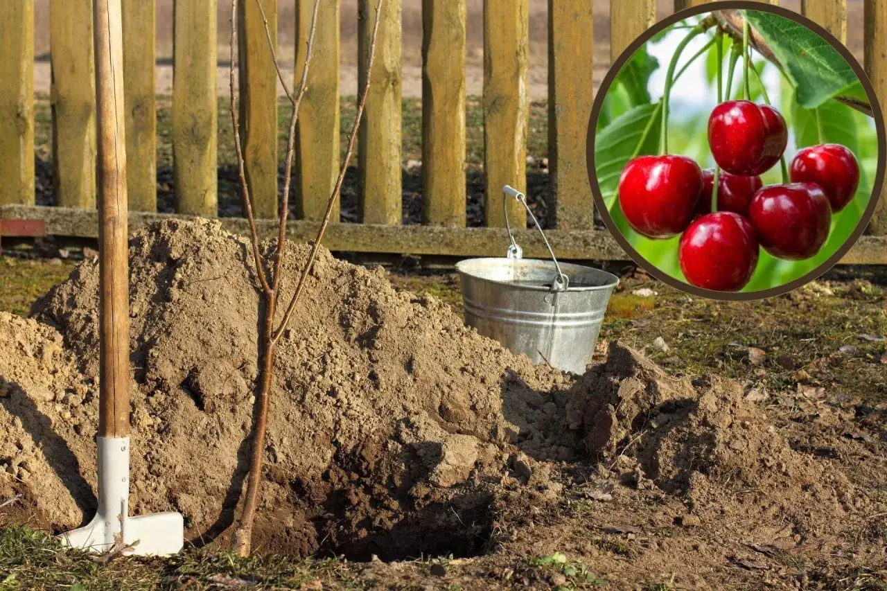 Sadzenie czereśni: młode drzewko w dołku, obok łopata i wiadro. W tle kępka soczystych czereśni.