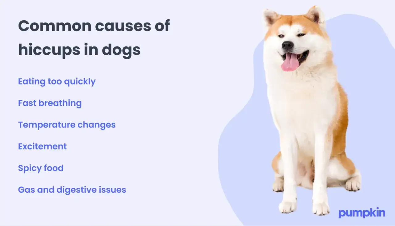 Ein süßer Hund mit weit offenem Maul und heraushängender Zunge. Die Grafik listet häufige Ursachen für Schluckauf beim Hund auf, wie zu schnelles Fressen.