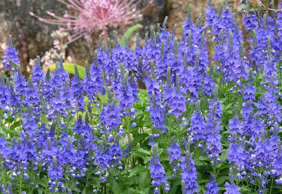 Un champ de plante veronique aux fleurs bleues éclatantes, avec une plante rose floue en arrière-plan.