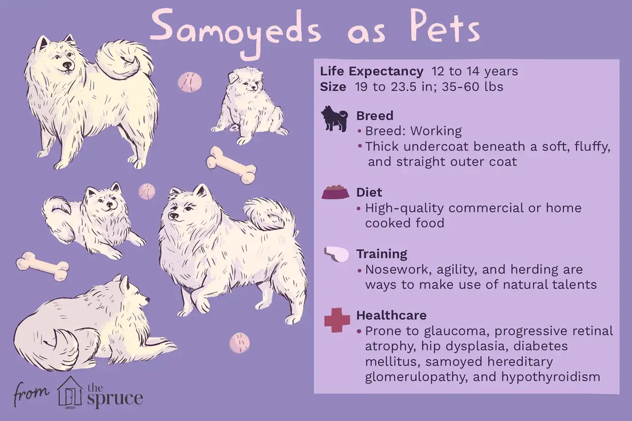 Samoyed ile żyje? 12-14 lat. Ilustracja przedstawia urocze samoyedy w r&oacute;żnych pozach, z informacjami o rasie, diecie i zdrowiu.