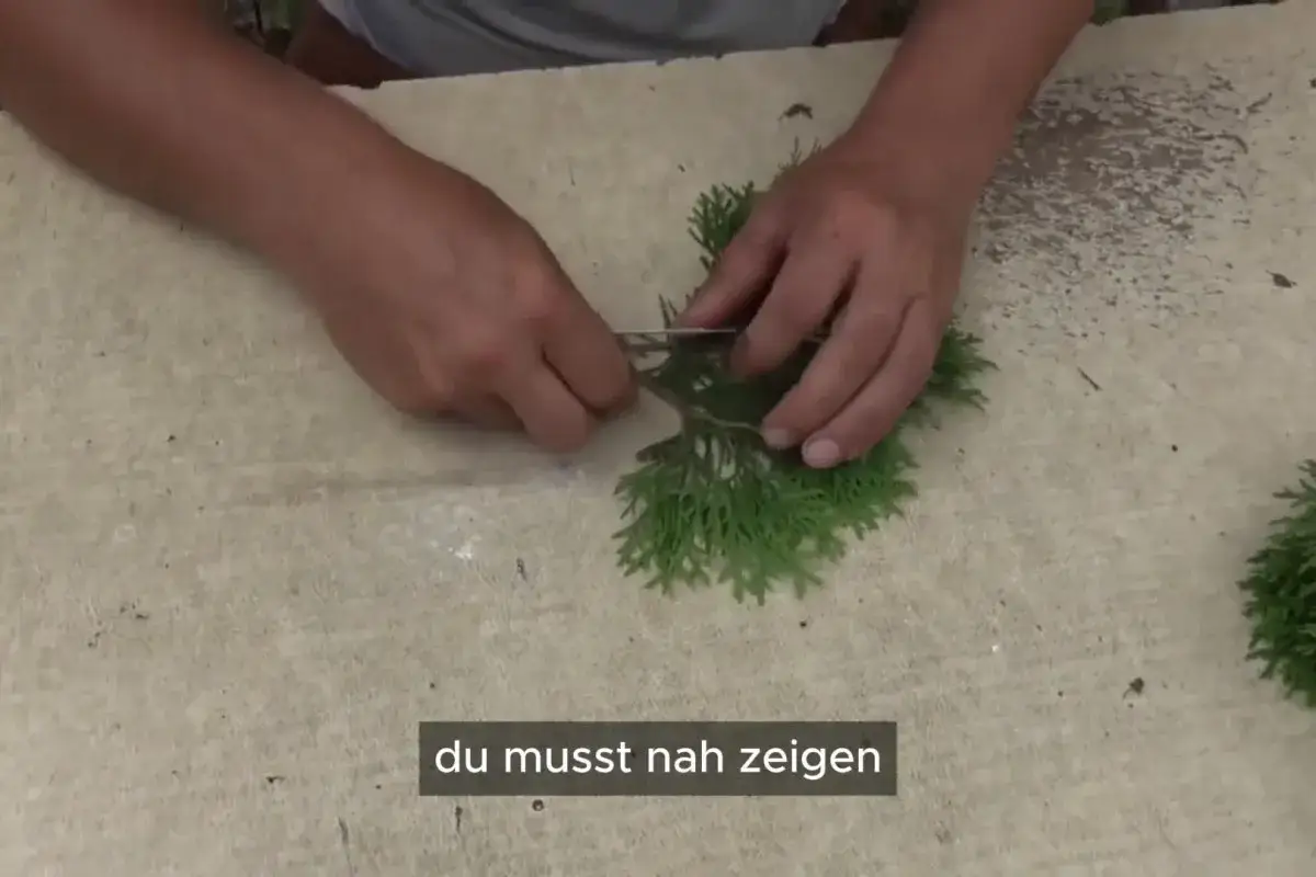 H&auml;nde schneiden Zweige f&uuml;r das **Thuja selber ziehen** ab. Ein kleiner Schritt, um bald eigene B&auml;ume zu haben.