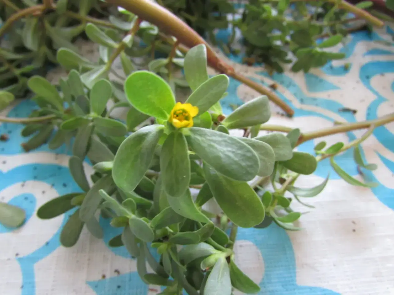 Portulaca oleracea L. z drobnym żółtym kwiatkiem i soczystymi liśćmi na wzorzystym tle.