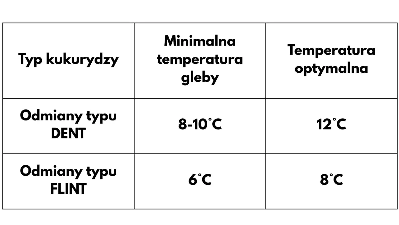 Tabela pokazuje, kiedy siać kukurydzę: odmiany DENT potrzebują 8-10°C, a FLINT 6°C gleby.