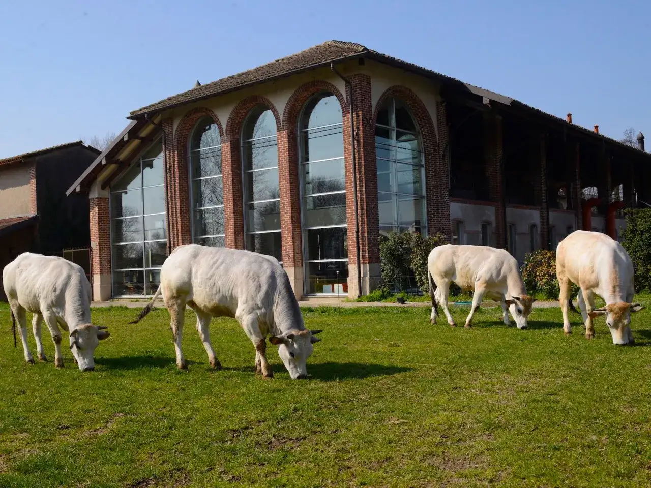 Mucca al pascolo davanti a un edificio con grandi finestre ad arco. Un'immagine di milano attività all'aperto.