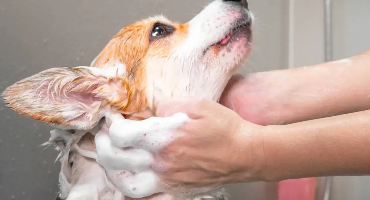 Ein Hund wird gebadet und mit Schaum eingerieben. So werden Hunde sauber bekommen, damit sie sich wohlfühlen.