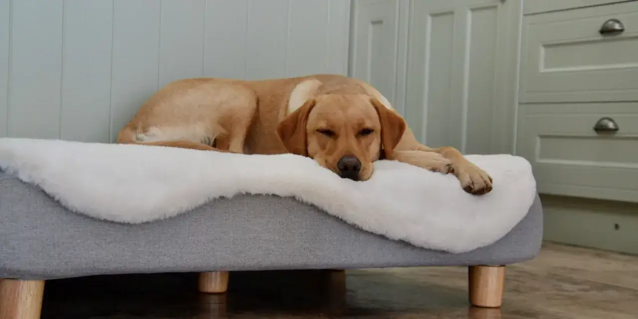Ein goldener Labrador schl&auml;ft friedlich auf seinem weichen Hundebett. Bald ist Zeit f&uuml;r das Hundebett reinigen, damit er wieder so bequem schlafen kann.